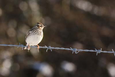Bird call Sky lark