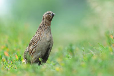 Bird call Common quail