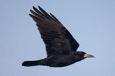Bird call Rook