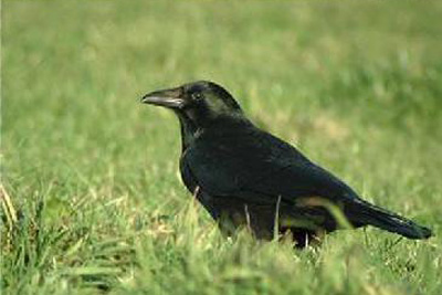 Bird call Carrilon crow