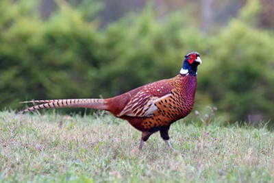 Bird call Pheasant
