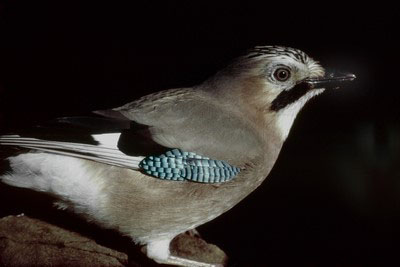 Bird call Eurasian jay