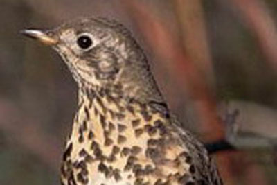 Bird call Mistle thrush