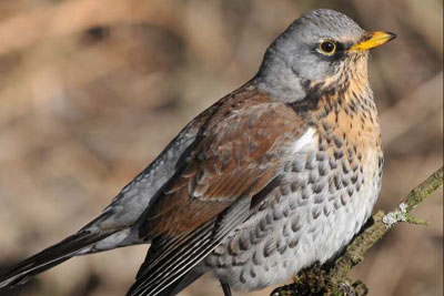 Bird call Fieldfare