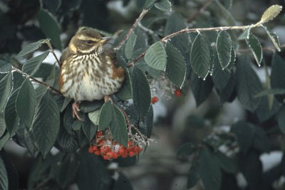 Bird call Redwing