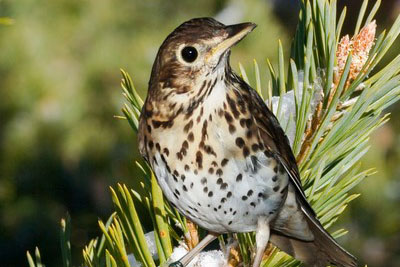 Bidr call Song Thrush