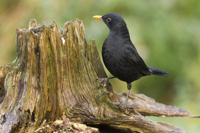 Bird call Black bird