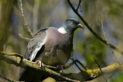 Bird call Wood pigeon