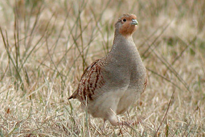 Bird call Grey partridge