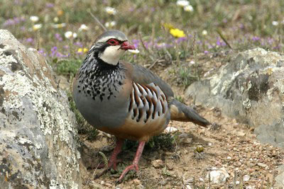 Bird call Red leggged partridge