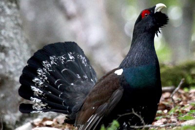 Bird call Black grouse