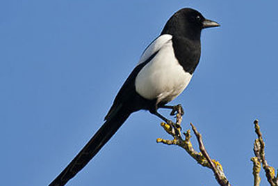 Bird call Black billed magpie