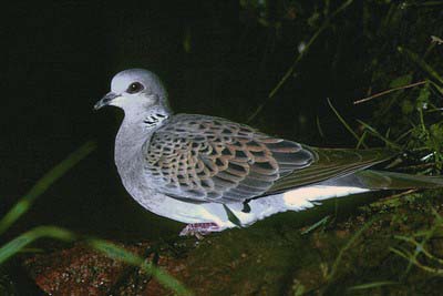 Bird call Turtle dove