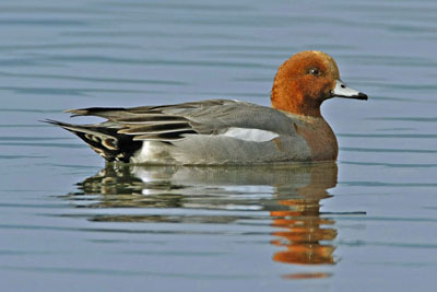 Appeau Canard Siffleur Femelle AC86 Hélen Baud