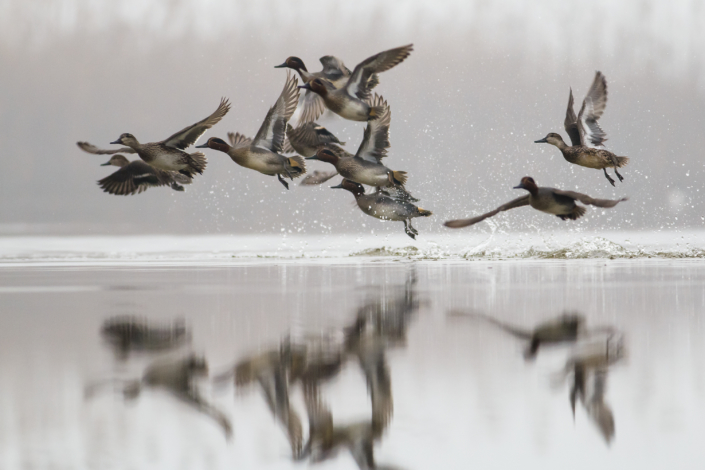 Eurasian,Teal,Or,Common,Teal,/,Anas,Crecca,In,Flight