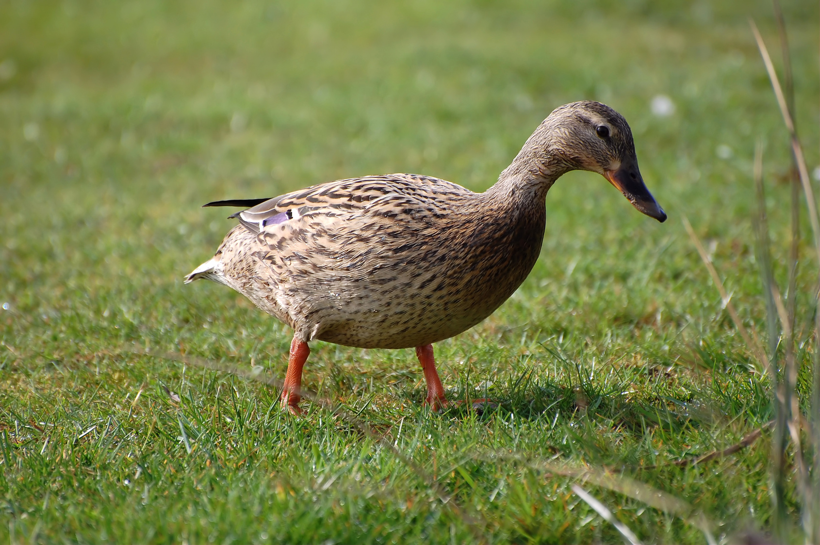 Appeau Cane