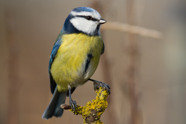 Appeau Mésange Bleue