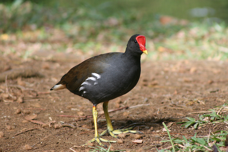 Appeau Poule d'Eau