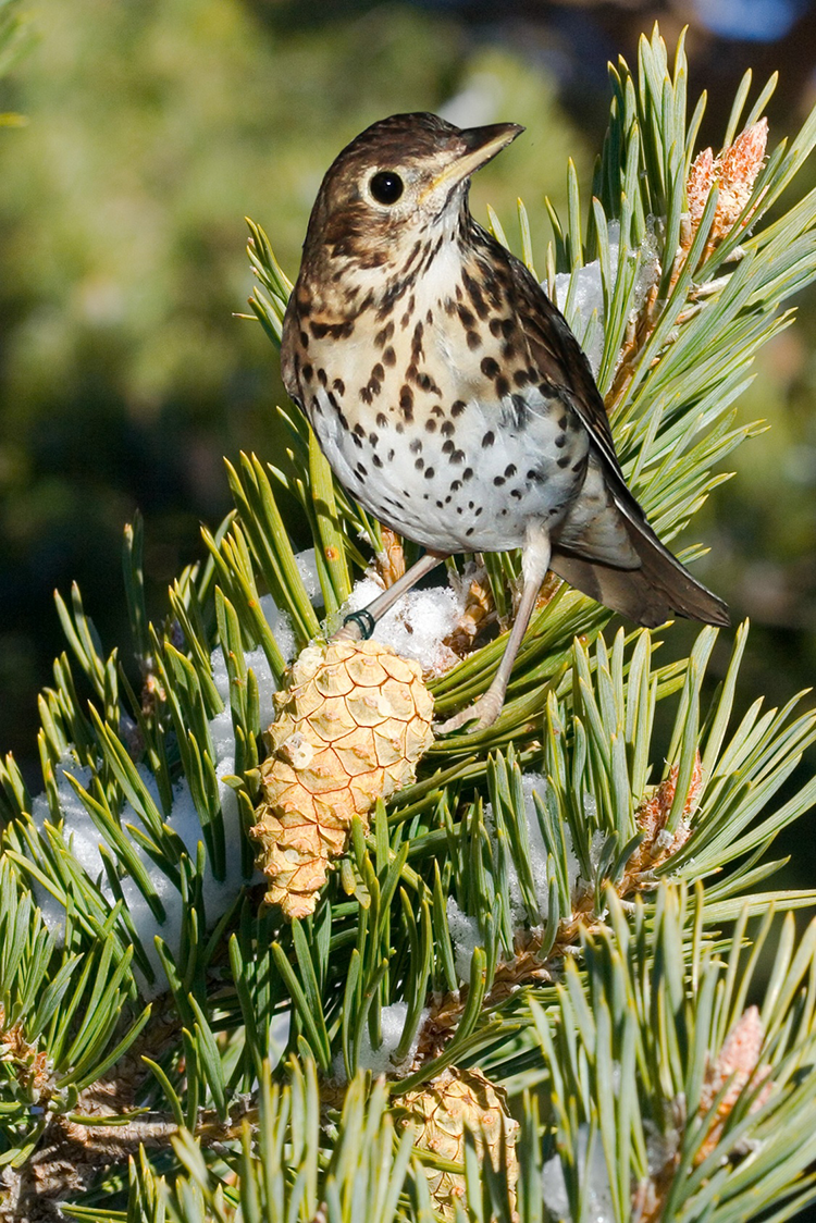 Appeau Grive musicienne - Ornithologie - Oiseaux/Appeaux - oiseaux