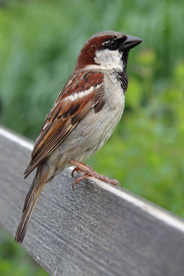 Appeau Moineau Domestique