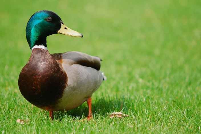 Appeau Canard Colvert