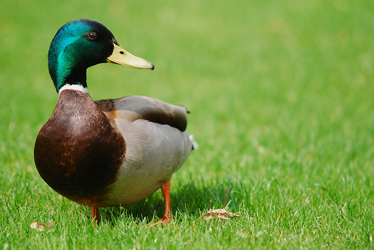 Appeau canard avec tête de cannard scultpé à la main, imitation bruit.