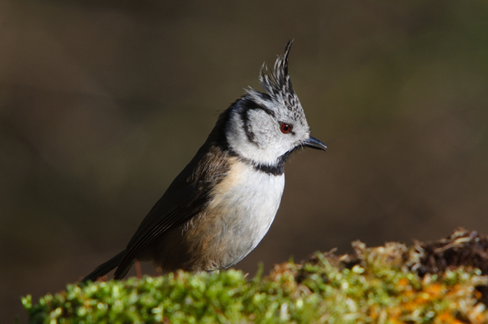 Appeau Mésange Hupée