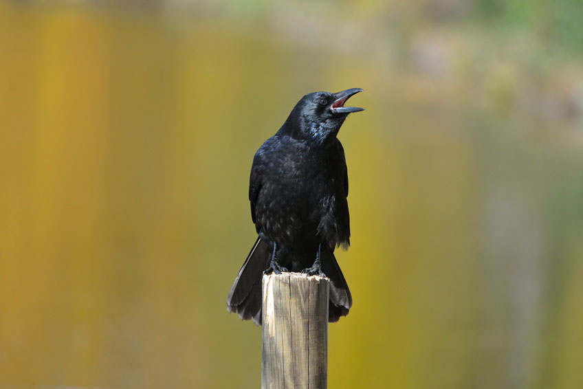 Appeau Corneille Noire