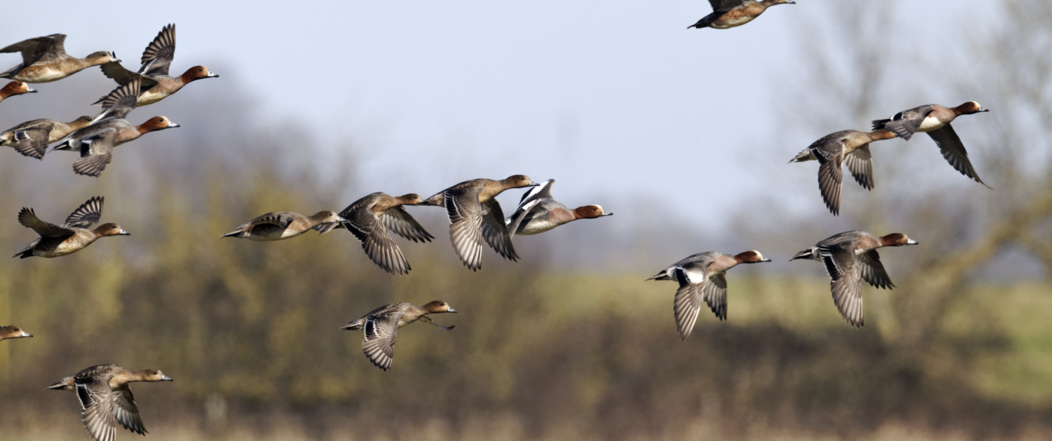 APPEAU CANARD COLVERT DOUBLE HELEN BAUD